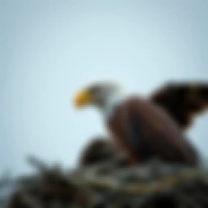 Notable The Incubation Period of Eagles: A Comprehensive Overview
