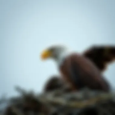 Notable The Incubation Period of Eagles: A Comprehensive Overview Notable The Incubation Period of Eagles: A Comprehensive Overview