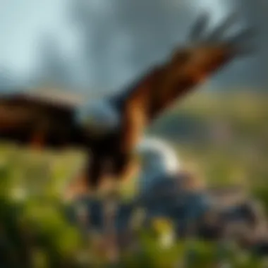 The Incubation Period of Eagles: A Comprehensive Overview Summary The Incubation Period of Eagles: A Comprehensive Overview Summary