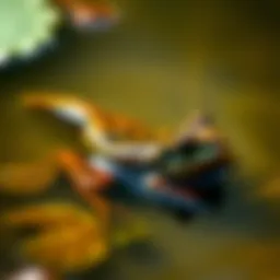 Tadpole in a pond showcasing its elongated body and tail.