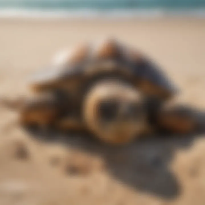 A close-up of a loggerhead sea turtle on a sandy beach during nesting season.