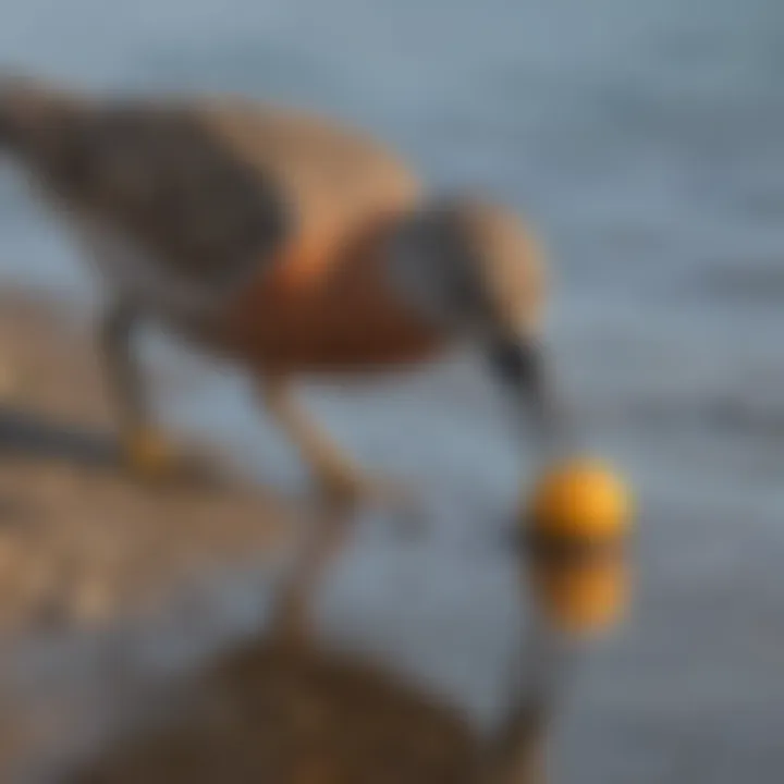 Close-up of a red knot foraging on the shoreline