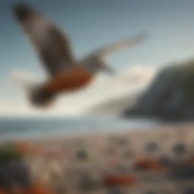 Red Knot in Flight A red knot bird in flight over a coastal landscape