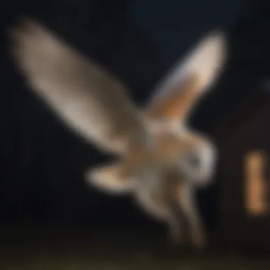 A Barn Owl gliding gracefully under the moonlight