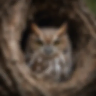 Eastern Screech Owl in Its Nest An Eastern Screech Owl nestled in a tree cavity
