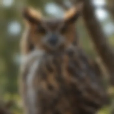 Great Horned Owl in its Natural Habitat A majestic Great Horned Owl perched in a tree on Long Island
