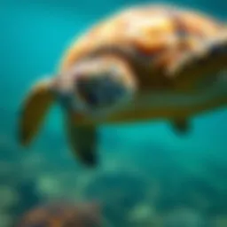 The Plight of Sea Turtles: Understanding Their Endangerment Introduction