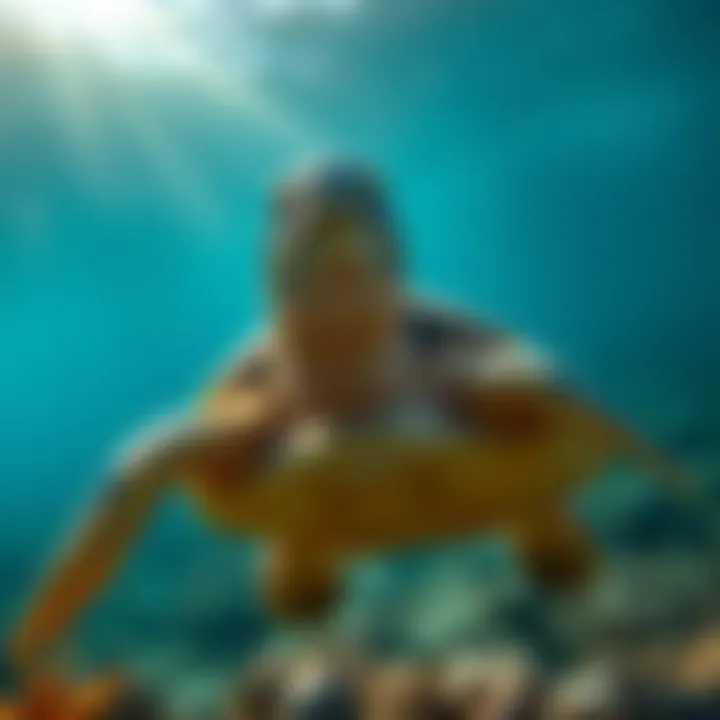Notable The Plight of Sea Turtles: Understanding Their Endangerment