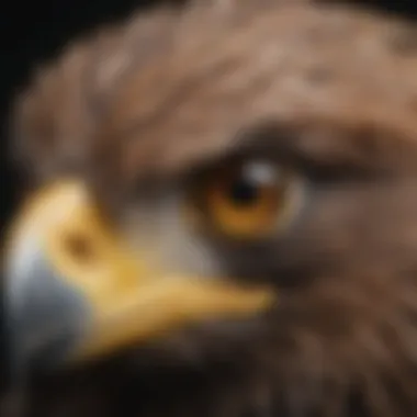 Close-up of an eagle's eyes during sleep