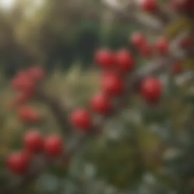 Thorny Bush with Red Berries
