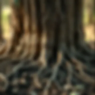 The Vital Role of Tree Roots in Soil Health A close-up of tree roots demonstrating healthy soil interaction