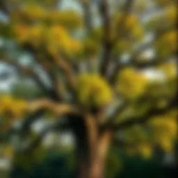 A majestic oak tree showcasing seasonal foliage changes