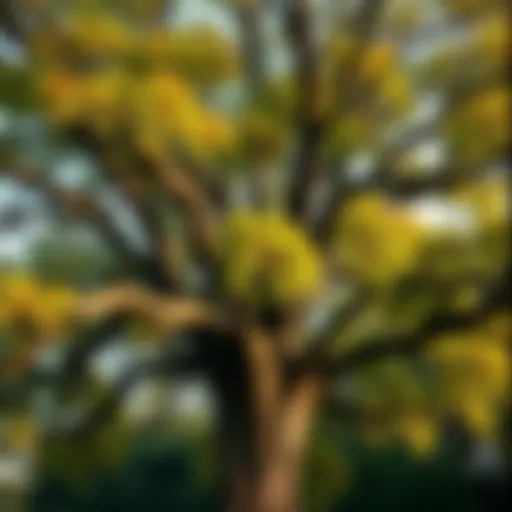 A majestic oak tree showcasing seasonal foliage changes