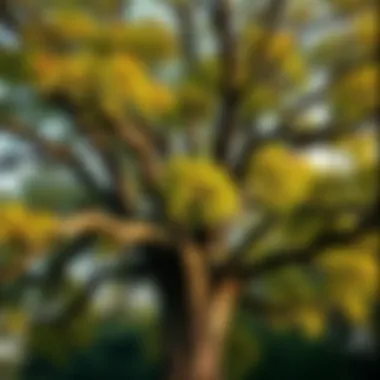 The Beauty of Seasonal Changes in Oak Trees A majestic oak tree showcasing seasonal foliage changes