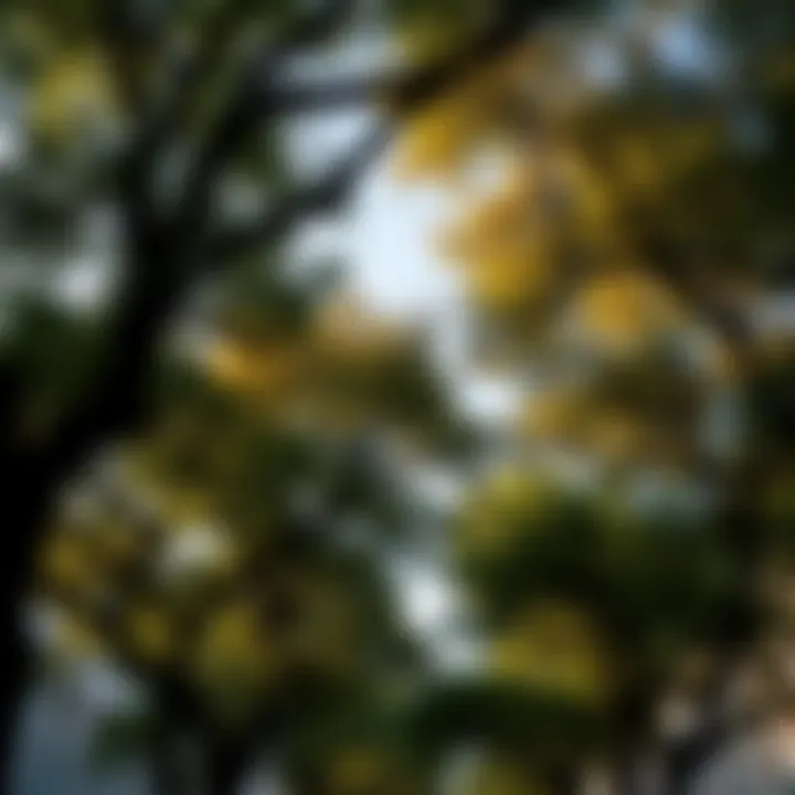 The Importance of Urban Tree Canopies An overview of a thriving urban tree canopy