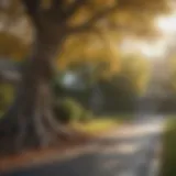 A vibrant tree obstructing a driveway