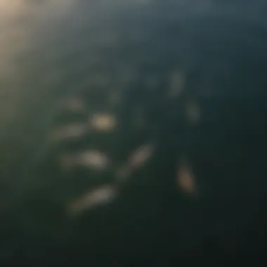 Striking aerial perspective of a diverse bait set arrangement