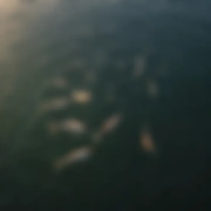 Striking aerial perspective of a diverse bait set arrangement