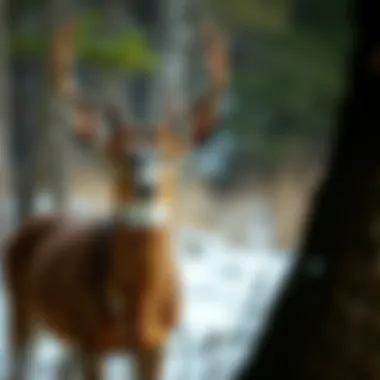 Habitat comparison showcasing diverse environments for whitetail deer