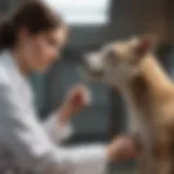 A veterinarian examining a rehabilitated animal