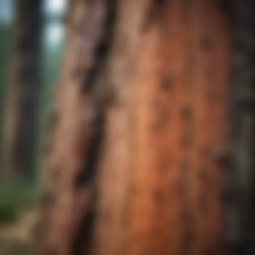 Close-up view of bark beetle infested tree bark