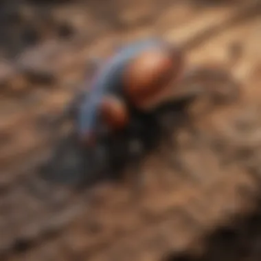 Chemical Structure of Bark Beetle Pesticides Chemical structure of common bark beetle pesticides