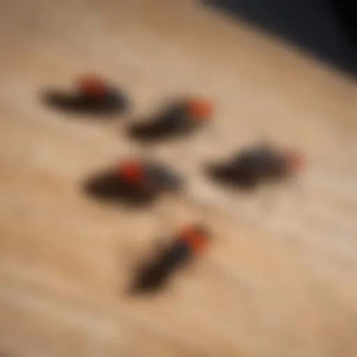 A close-up view of boxelder bugs on a wooden surface, showcasing their distinct coloration.