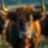 Understanding Bull Shed: Insights into Natural Resource Management Introduction