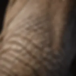 A close-up of an elephant's tusk showcasing intricate patterns.