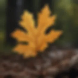 Close-up of an oak leaf displaying symptoms of wilt