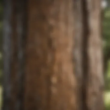 Close-up of oak tree bark displaying signs of health and resilience