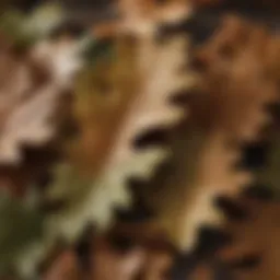Close-up of oak leaves showcasing their distinct lobed shape