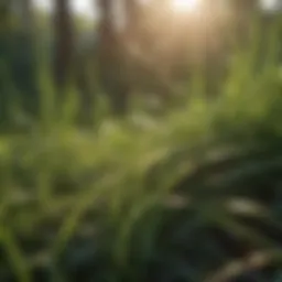 Close-up of grass blades under sunlight