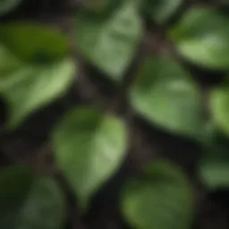 Close-up view of poison ivy leaves showing their distinctive three-leaf structure