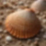 A close-up of a scallop shell showcasing its unique texture and coloration.