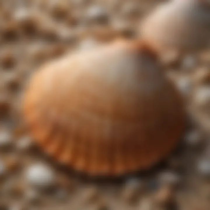 A close-up of a scallop shell showcasing its unique texture and coloration.