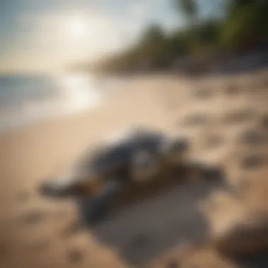 A serene beach scene representing the nesting habitats of sea turtles.