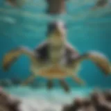 A breathtaking view of a sea turtle gliding through clear turquoise waters.