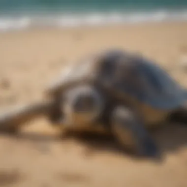 Different species of sea turtles resting on a sandy beach