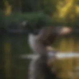 A majestic Canadian goose gliding across a serene lake, showcasing its elegance.