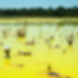 Vibrant toxic algae bloom in a freshwater lake