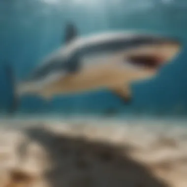 Majestic Sand Tiger Shark in Ocean Waters A sand tiger shark swimming gracefully in its natural habitat.