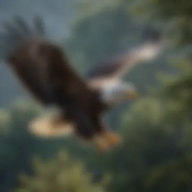 An eagle practicing its flight skills above the treetops, embodying the freedom of the skies.