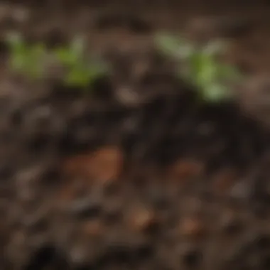 Nutrient-Dense Soil from Compost Close-up of rich, dark compost, highlighting the transformation of organic waste into nutrient-dense soil.
