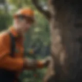 An arborist inspecting a tree for signs of disease