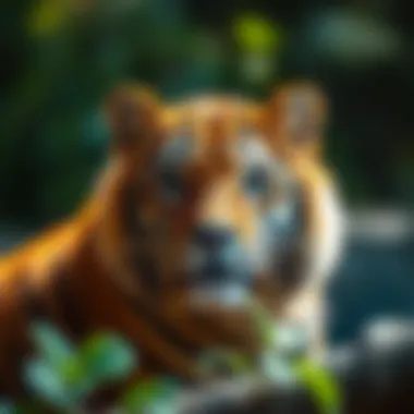 Understanding the Role of Wildlife Care Associations in Conservation Summary Understanding the Role of Wildlife Care Associations in Conservation Summary