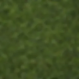 A close-up of common yard weeds showcasing their varied leaf shapes and textures