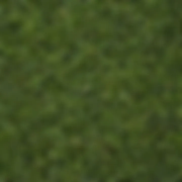 A close-up of common yard weeds showcasing their varied leaf shapes and textures