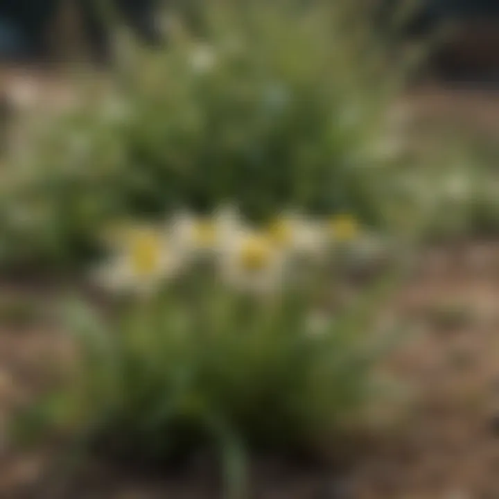 A visual guide to identifying various types of yard weeds based on their flowers and growth patterns