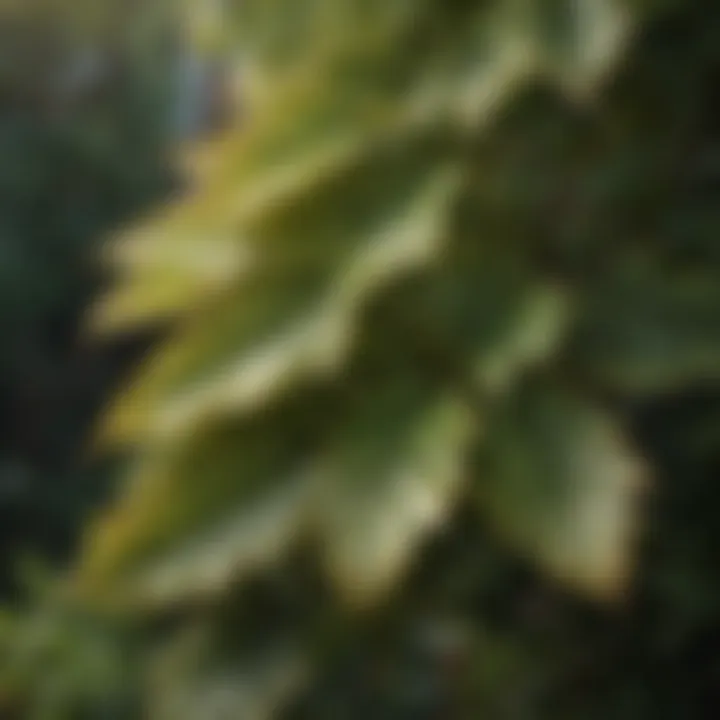 Intricate patterns of leaves on a unique bush species